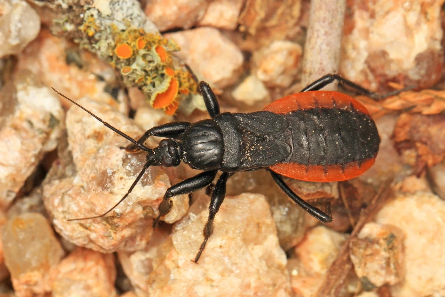 Observations from Meadowood: December 2024 — Northern Virginia